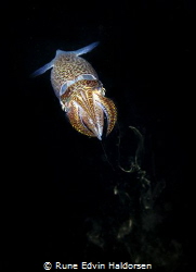 Common european squid by Rune Edvin Haldorsen 